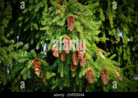 Close-up of fir-needle tree branches with cones composition as a christmas texture background. Natural plant backdrop. Stock Photo