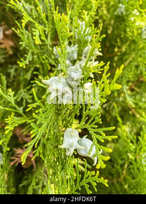 Oriental thuja (Platycladus orientalis) is a small, slow-growing tree native to northwestern China, Korea, and the Russian Far East. Stock Photo