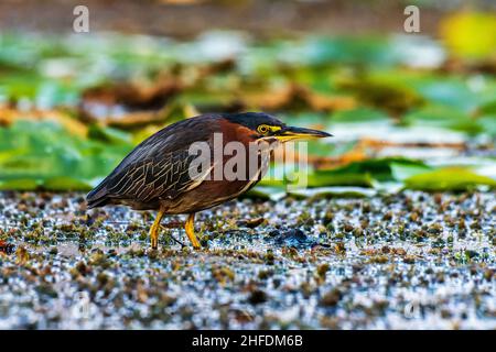 A green heron, Butorides virescens, walks through weeds looking for a meal at Mill Pond near Plymouth, Indiana Stock Photo