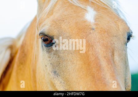 A close-up portrait of a chestnut-colored American quarter horse in Culver, Indiana, USA Stock Photo