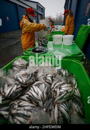 Richmond, Canada. 15th Jan, 2022. Volunteers package fish during the annual 'Fishermen Helping Kids with Cancer' herring sale event at a fishing port at Steveston Village in Richmond, British Columbia, Canada, Jan. 15, 2022. Over 20 tonnes of herring fish were sold to the public with all money proceeds to British Columbia Children's Hospital Foundation to help kids with cancer. Credit: Liang Sen/Xinhua/Alamy Live News Stock Photo