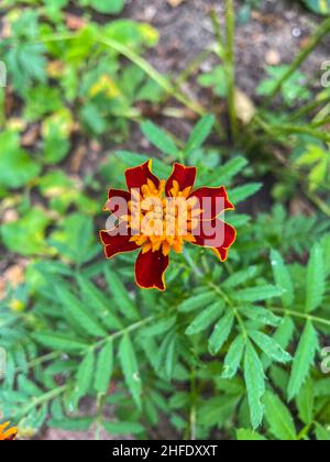 French marigold (Tagetes patula) is a species of flowering plant in the daisy family, native to Mexico and Guatemala with several naturalised populati Stock Photo