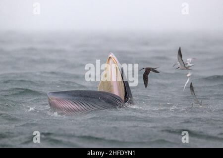 Eden's Whale (Balaenoptera edeni), feeding at sea surface, Mirs Bay, Hong Kong, China 14th August 2021 - with Bridled Terns (mostly) in flight Stock Photo