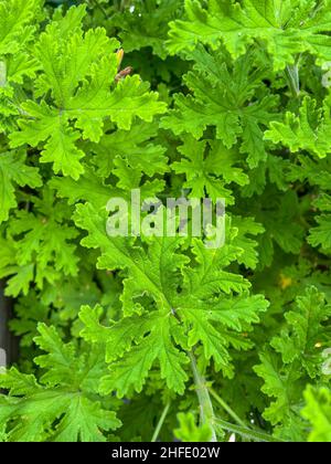 Garden Geranium (Pelargonium x hortorum) is a nothospecies of Pelargonium most commonly used as an ornamental plant. Stock Photo