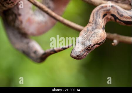 Orange Tree Snake, Madagascar Stock Photo - Alamy