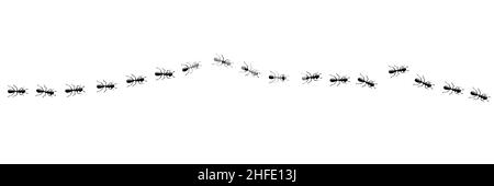 Ants line marching in trail searching food. Ant path isolated in white background. Vector illustration Stock Vector