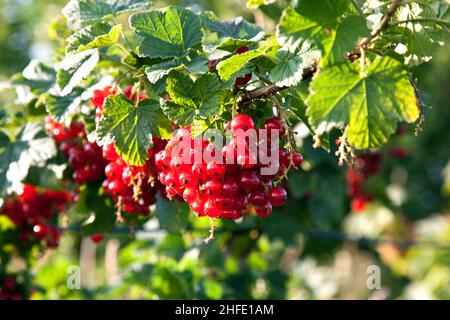 fresh red tasteful berry hanging on the bush ready for picking Stock Photo