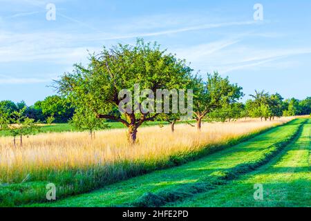 beautiful typical speierling apple tree in meadow for the german drink applewine Stock Photo