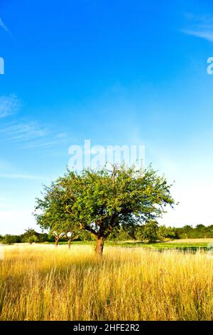beautiful typical speierling apple tree in meadow for the famous german drink applewine Stock Photo