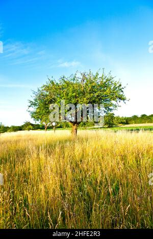 beautiful typical speierling apple tree in meadow for the famous german drink applewine Stock Photo