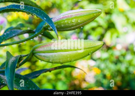 beautiful lily after a rainshower in the garden Stock Photo