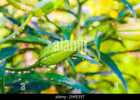 beautiful lily after a rainshower in the garden Stock Photo