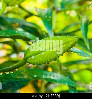 beautiful lily after a rainshower in the garden Stock Photo