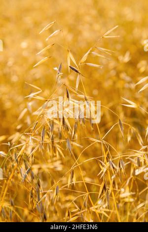 golden ripe oat grass in detail at the field Stock Photo