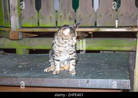 cat watching and hunting by night Stock Photo