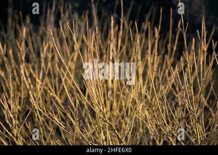 Stems of golden-twig dogwood (Cornus sericea 'Flaviramea') in winter sunshine against dark background Stock Photo