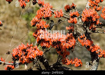 Flowers Butea Monosperma is a species of Butea native to tropical and sub-tropical parts of the Indian Subcontinent and Southeast Asia Stock Photo