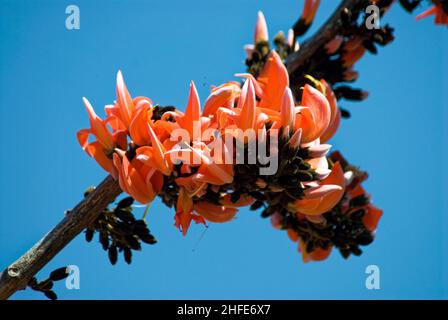 Flowers Butea Monosperma is a species of Butea native to tropical and sub-tropical parts of the Indian Subcontinent and Southeast Asia Stock Photo