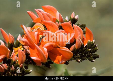 Flowers Butea Monosperma is a species of Butea native to tropical and sub-tropical parts of the Indian Subcontinent and Southeast Asia Stock Photo