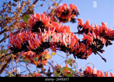 Flowers Butea Monosperma is a species of Butea native to tropical and sub-tropical parts of the Indian Subcontinent and Southeast Asia Stock Photo