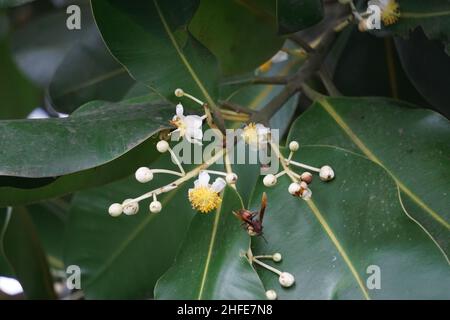 Calophyllum inophyllum (tamanu, mastwood, beach calophyllum, beautyleaf, Sinhala, balltree, beach touriga, Borneo-mahogany) with natural background Stock Photo