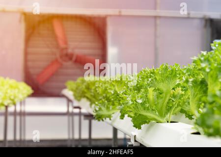 large fan air flow ventilator and cooling system in greenhouse for hydroponic agriculture lettuce farm Stock Photo