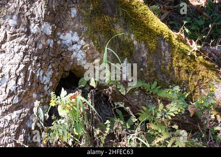 Moss on Bottom of Tree Trunk in Woods in Himalaya forest. Stock Photo
