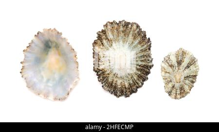 Limpet shells found on beaches of Gran Canaria, isolated on white background Stock Photo