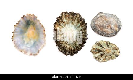 Limpet shells found on beaches of Gran Canaria, isolated on white background Stock Photo