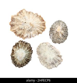 Limpet shells found on beaches of Gran Canaria, isolated on white background Stock Photo