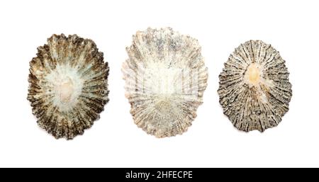 Limpet shells found on beaches of Gran Canaria, isolated on white background Stock Photo