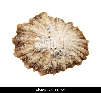 Limpet shells found on beaches of Gran Canaria, isolated on white background Stock Photo