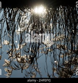 Reeds reflected in water. Stock Photo