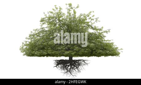 tree with roots, isolated on white background Stock Photo
