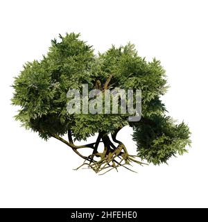 bush with roots, isolated on white background Stock Photo