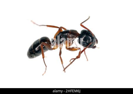Ant of the genus Camponotus, isolated on white background. Stock Photo
