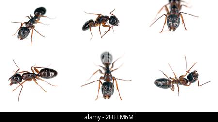 Ants of the genus Camponotus. In different positions, isolated on white background. Stock Photo