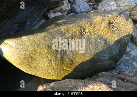 Green dolerite erratic carried on Irish Sea Glacier from Preseli to Mumbles c 19000 years ago. Stone such as this was used to construct Stonehenge. Stock Photo