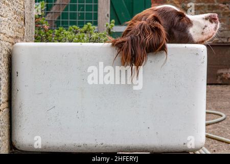 A cocker spaniel relaxes in an old butlers sink outside Stock Photo