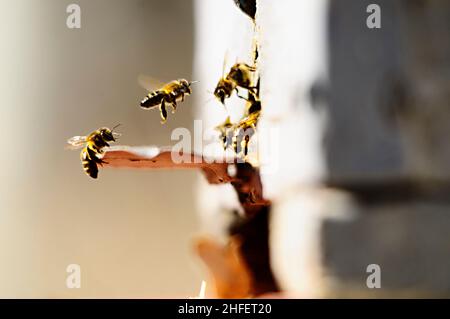 The European bee, is a species of apocrite hymenoptera of the Apidae family. Stock Photo