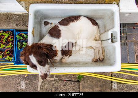A cocker spaniel relaxes in an old butlers sink outside Stock Photo