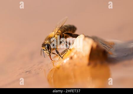 The European bee, is a species of apocrite hymenoptera of the Apidae family. Stock Photo