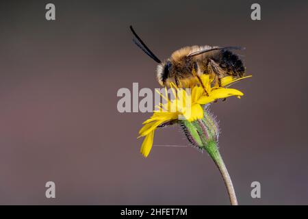 Eucera is a genus of bees in the family Apidae subfamily Apinae. Stock Photo