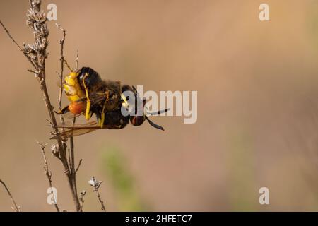 Philanthus - The European wolf bee is a species of Hymenoptera apocrita in the Crabronidae family. Stock Photo