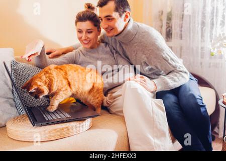Young family couple watching video online with cat using laptop at home. Ginger stepping on keyboard looking at screen. Curious animal interested in f Stock Photo