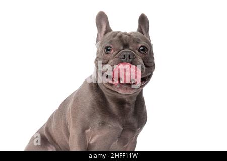 portrait of cute french bulldog puppy sticking out tongue and looking up while sitting isolated on white background in studio Stock Photo