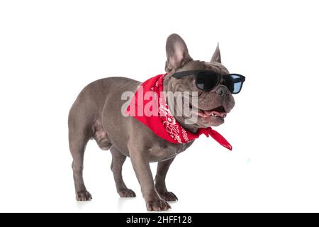 precious french bulldog with glasses and bandana sticking out tongue and looking to side while walking on white background in studio Stock Photo