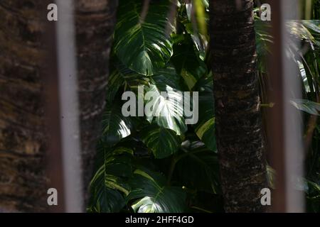Green plan through the window Stock Photo