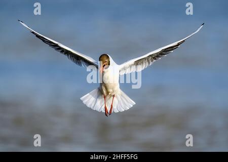 Black-headed Gull; Stand clear, I'm coming in... Stock Photo