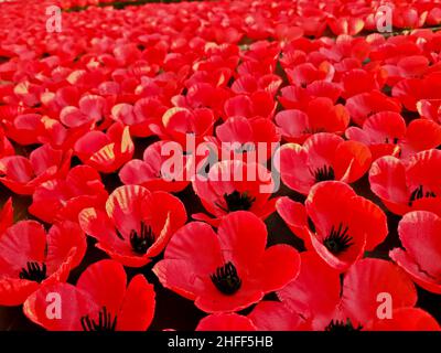 Field of red poppy flowers to honour fallen veterans soldiers in the battle of Anzac day Stock Photo